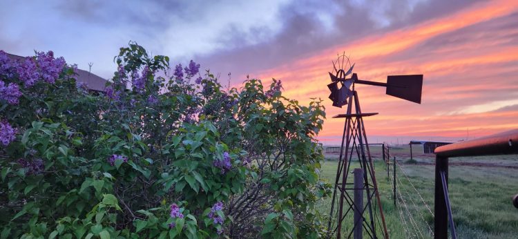 Lilacs at Sunrise - SkySpy Photos, Images, Video