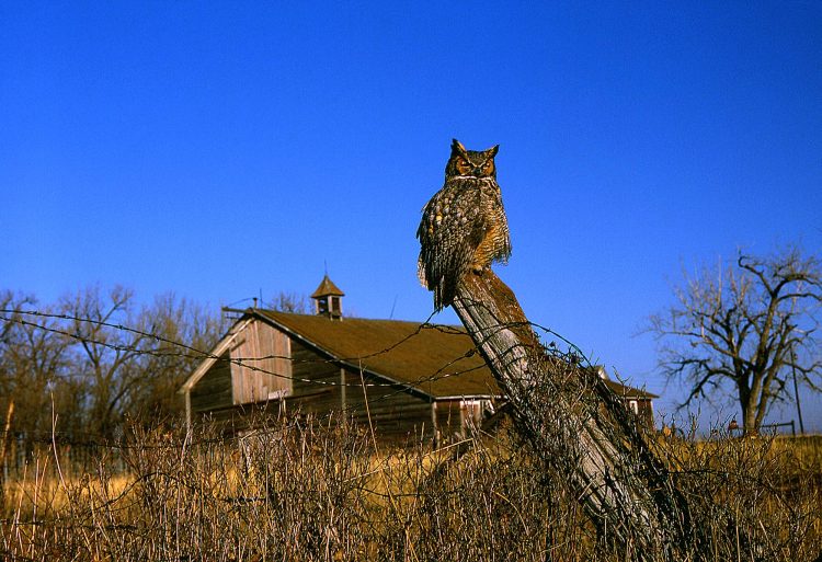 Great Horned Owl guarding its’ Territory - SkySpy Photos, Images, Video